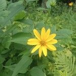 Helianthus divaricatus Flor