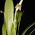 Masdevallia tubuliflora Other