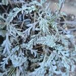 Scabiosa turolensis Foglia