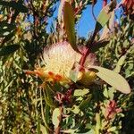Protea caffra Flor