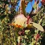 Protea caffra Floare