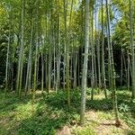 Phyllostachys edulis Habitus