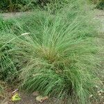 Phalaris canariensis 整株植物