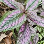 Strobilanthes auriculata Foglia