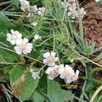 Achillea ptarmica Žiedas