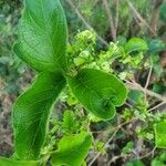 Vangueria madagascariensis Hoja