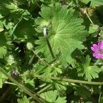 Geranium molle Frunză