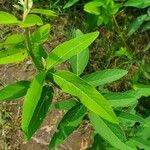 Desmodium canadense Blatt