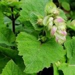 Salvia sclarea Feuille