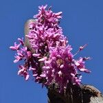 Cercis siliquastrum Flower