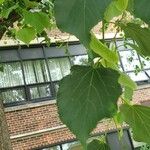 Tilia americanaDeilen