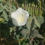 Merremia pterygocaulos Flower