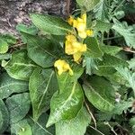 Verbascum lychnitis 叶