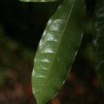 Eschweilera chartaceifolia