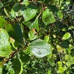 Crataegus douglasii Blatt