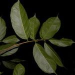 Trophis racemosa Feuille