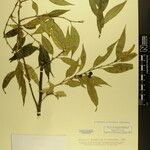 Sarcococca wallichii Otro