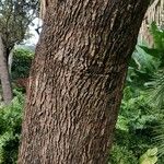 Corymbia ficifolia Kôra