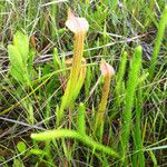 Sarracenia rubra Alkat (teljes növény)