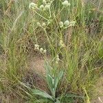 Eryngium yuccifolium Vekstform