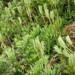 Lycopodium × zeilleri Elinympäristö