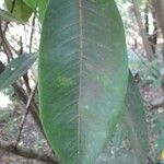 Coptosperma borbonicum Leaf