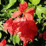 Salvia splendens Flower