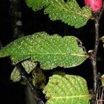 Diospyros brassica Лист