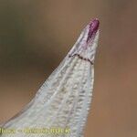 Linum carratracense