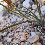 Dipcadi serotinum Leaf