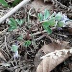 Corydalis pumila Habitus