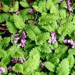 Primula sieboldii Habitatea