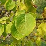 Syringa reticulata Leaf