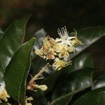 Couepia polyandra ফুল