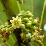 Pycnandra litseiflora Frukt