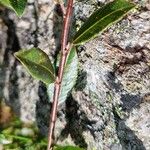 Salix foetida Bark