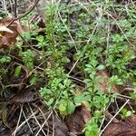 Galium rotundifolium Φύλλο