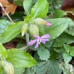 Silene dioica ᱵᱟᱦᱟ