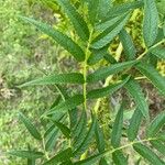 Datisca cannabina Leaf