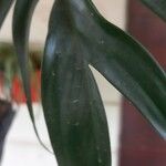 Philodendron pedatum Лист
