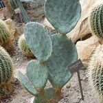 Opuntia robusta Habit