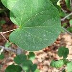 Cercis occidentalis Hostoa