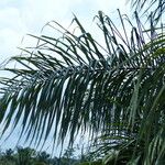 Acrocomia aculeata Hoja