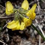 Hippocrepis scorpioides Çiçek