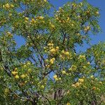 Leucaena retusa Агульны выгляд