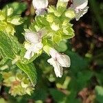 Stachys menthifolia Flor