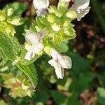 Stachys menthifolia