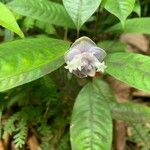 Psychotria urbaniana Blomma