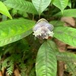 Psychotria urbaniana Flower