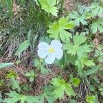 Ranunculus peltatus ᱵᱟᱦᱟ